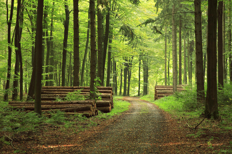 Dirt Road through Forest, Piles of Lumber